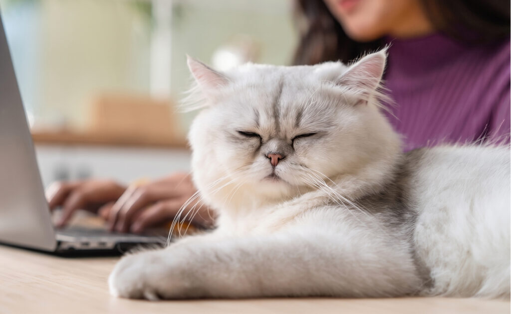 Image of a fluffy white cat sitting on a desk with its eyes closed in front of an open lap top being used by a woman wearing a purple sweater